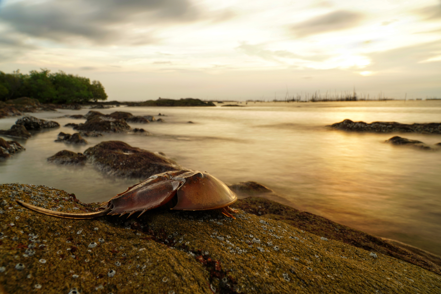 background scenic landscape